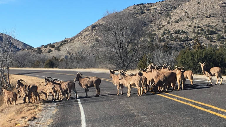 Barbary Sheep Crossing – Lincoln, New Mexico